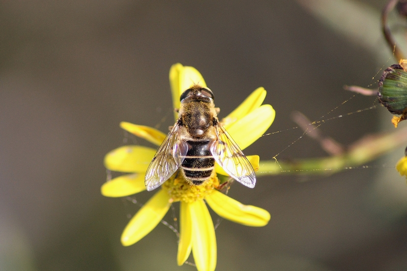 Serie di Syrphidae del Parco del Ticino